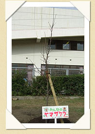 写真(生長の歩み01)
